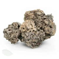 Holy Grail Enigma Magic Mushrooms