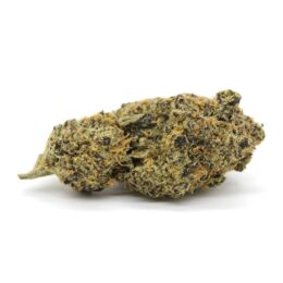 purple-dogbud-marijuana-strain